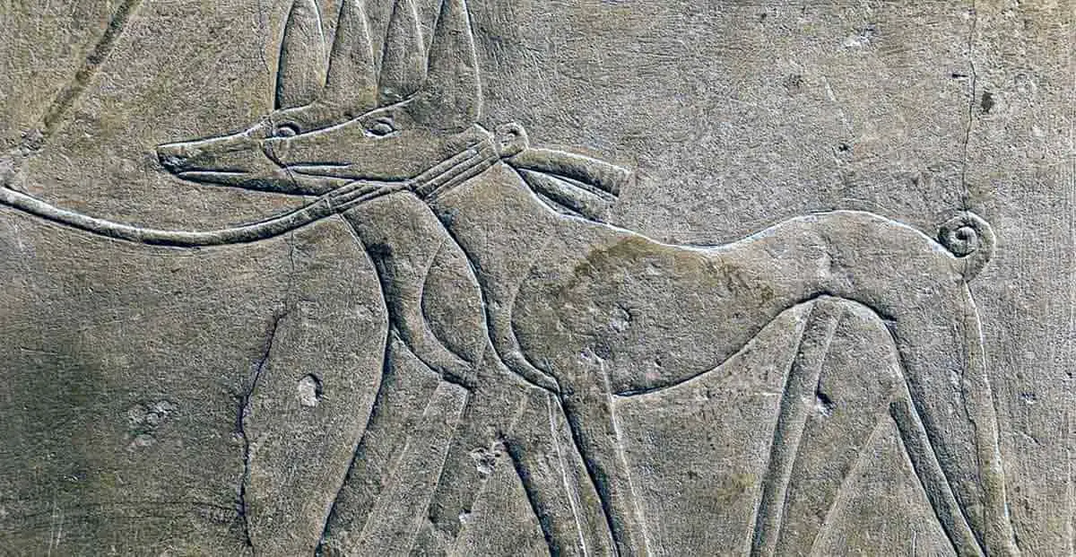 egyptian hieroglyphic of dogs