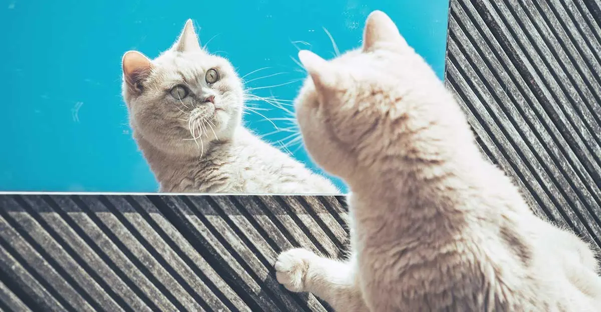 cat looking at a mirror
