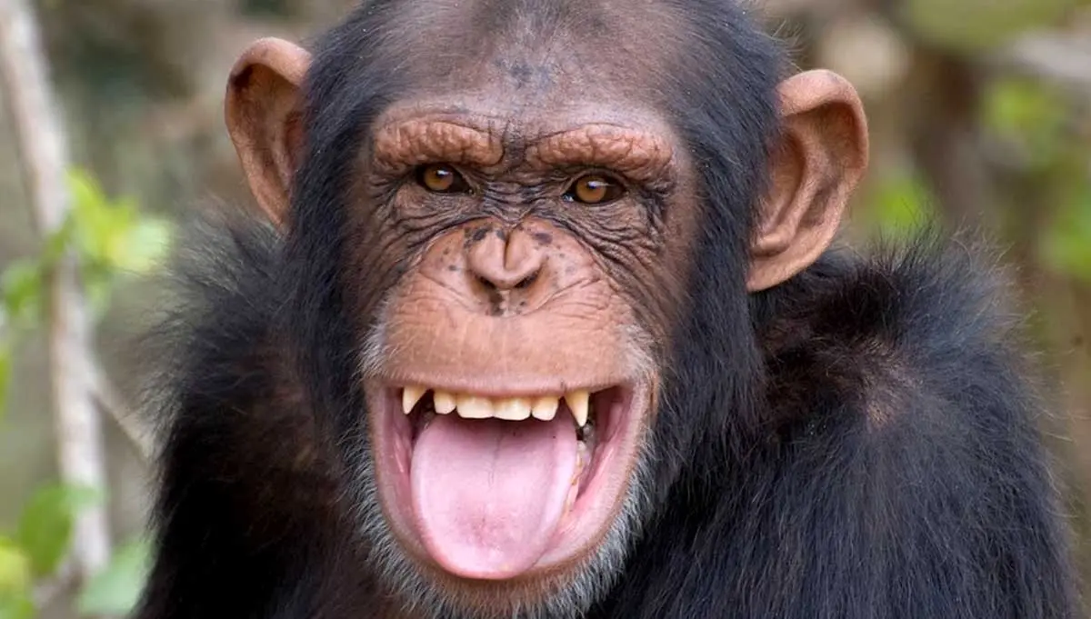 chimpanzee laugh