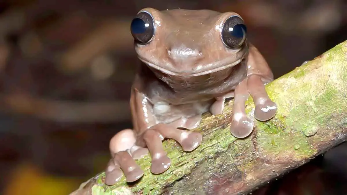 chocolate frog new species 2022