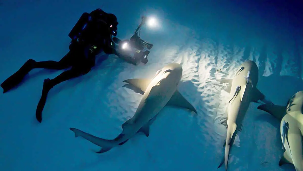 sharks resting sleeping bottom ocean