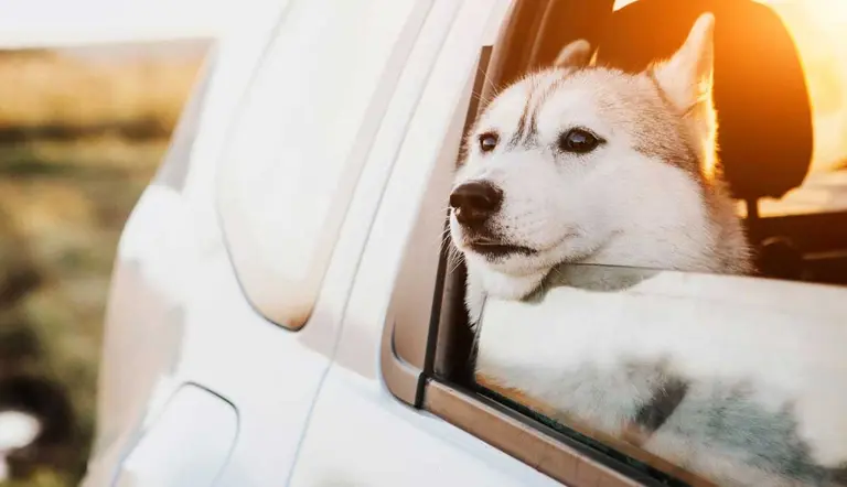 Dog traveling in car