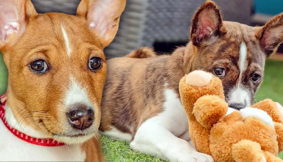 raising basenji puppy what to know