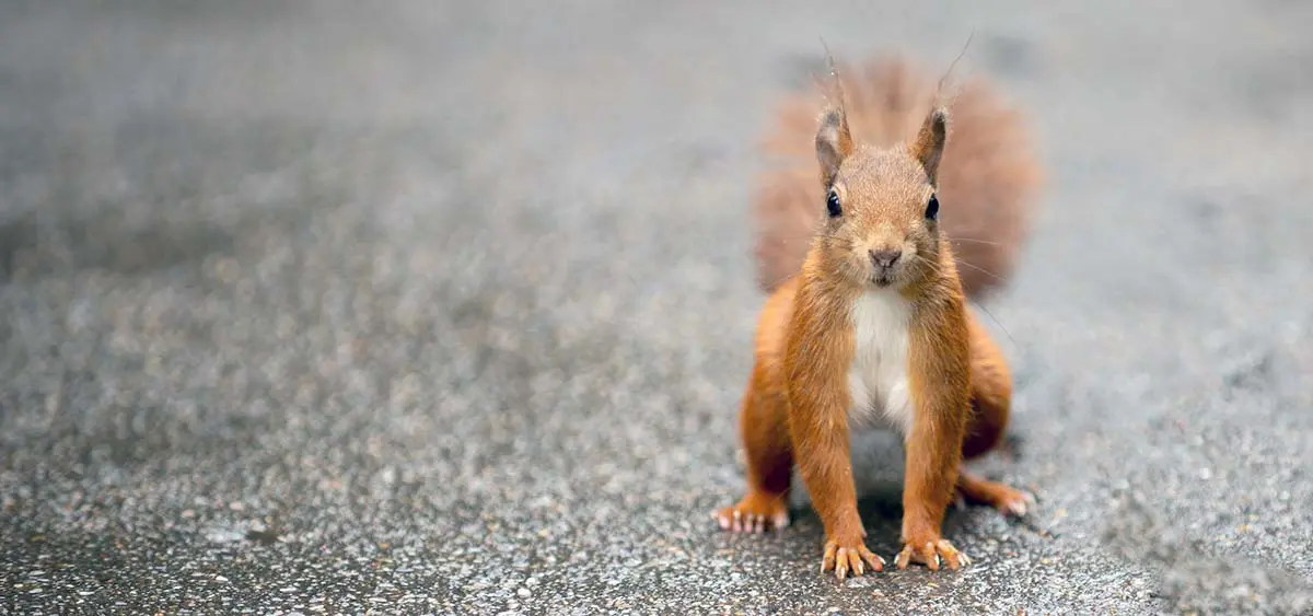 red squirrel british road bushy tail