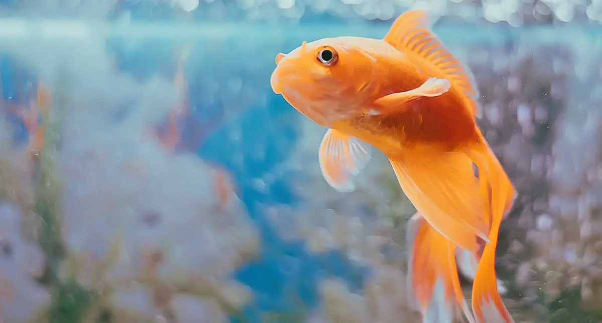 orange fish tank