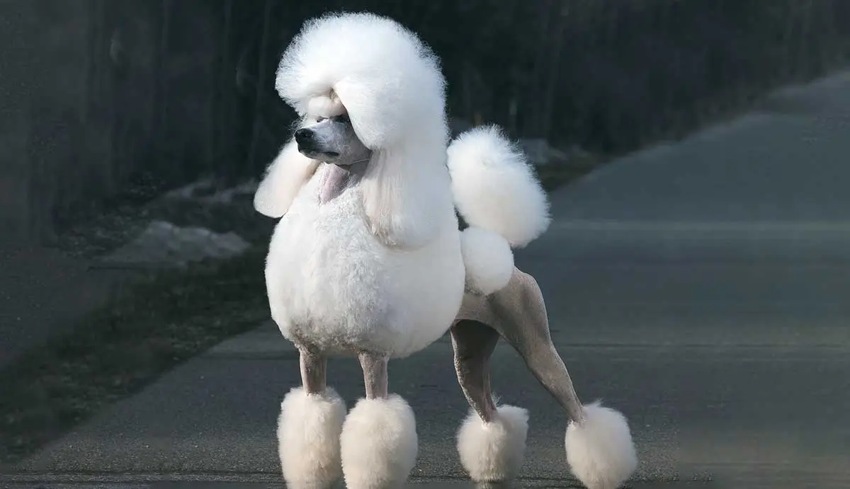 standing white poodle