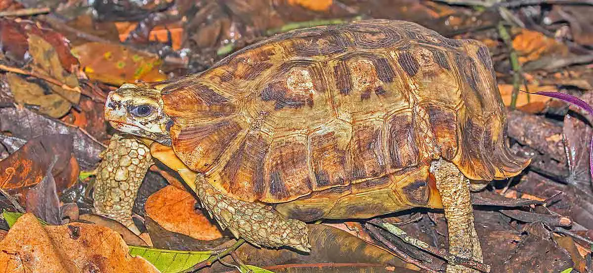 hingeback tortoise on forest floor