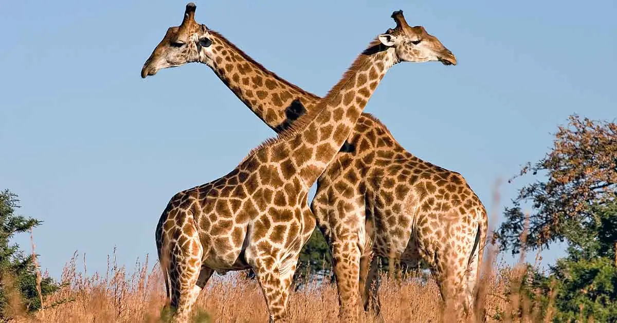 male giraffes necking fighting