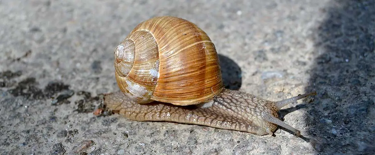 a snail on a sidewalk