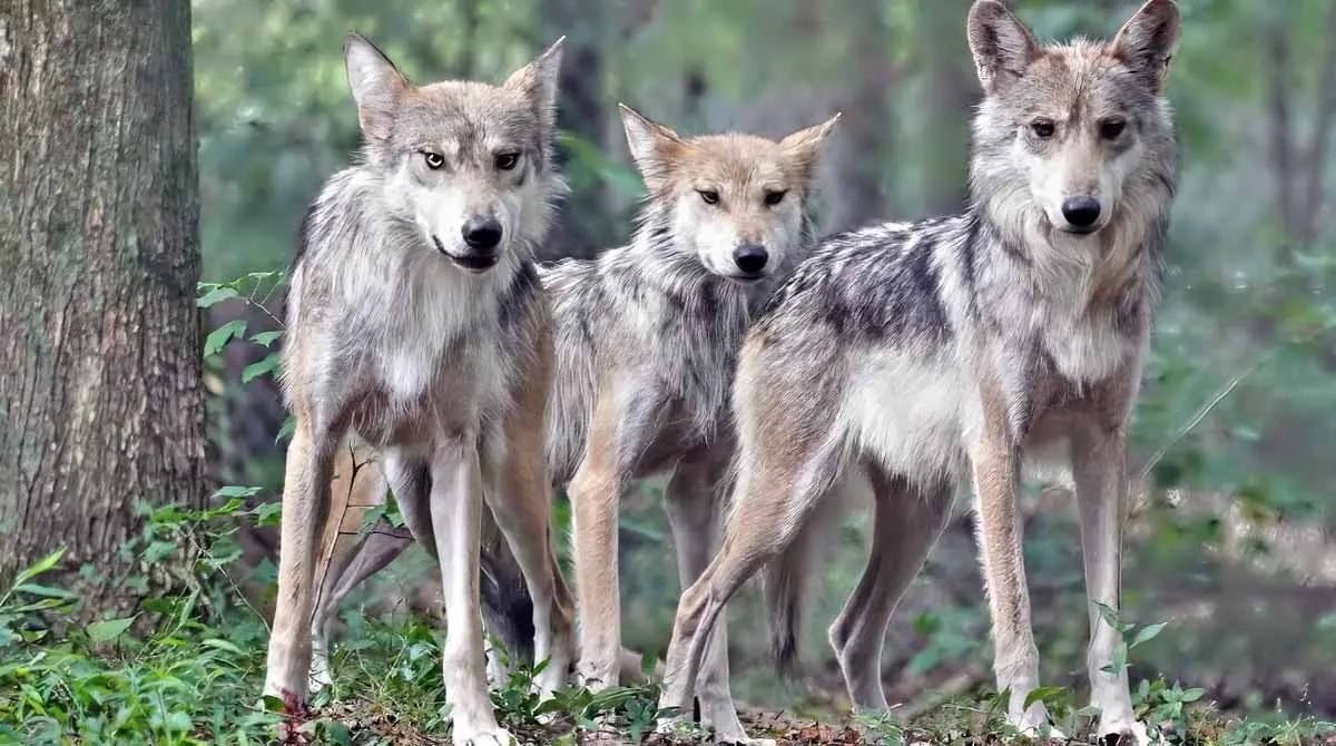wolf family in woods
