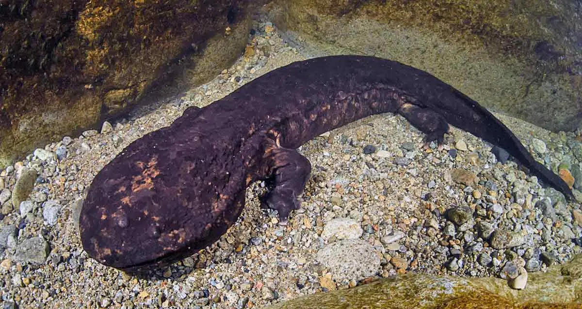giant chinese salamander resting on rocks