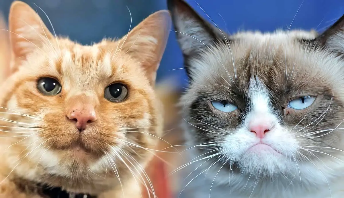 most famous cats in pop culture