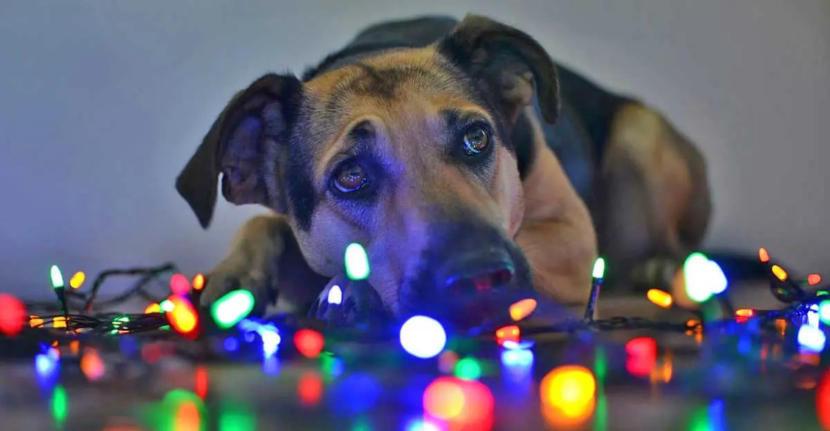 dog lights