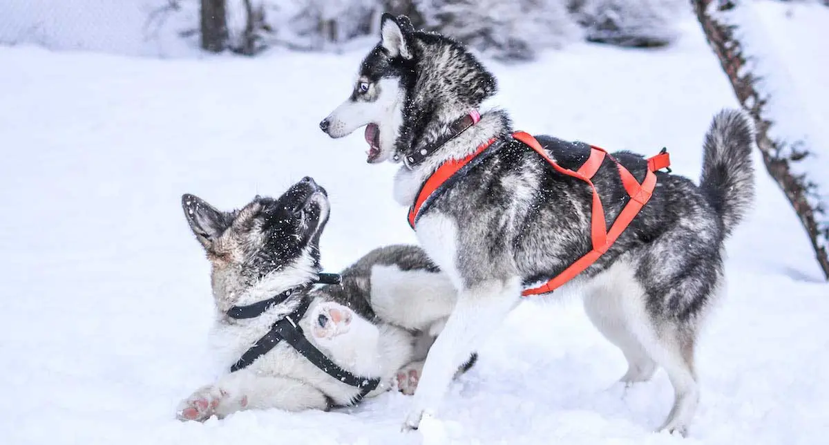 Husky Dog Playing With Other Dog in Snow