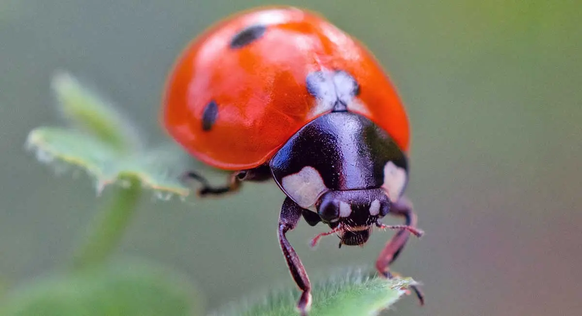 red ladybug up close leaf