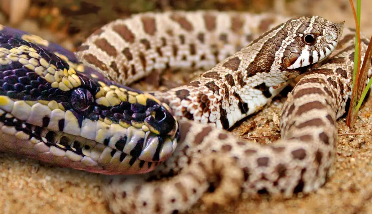 snake species that make great pets