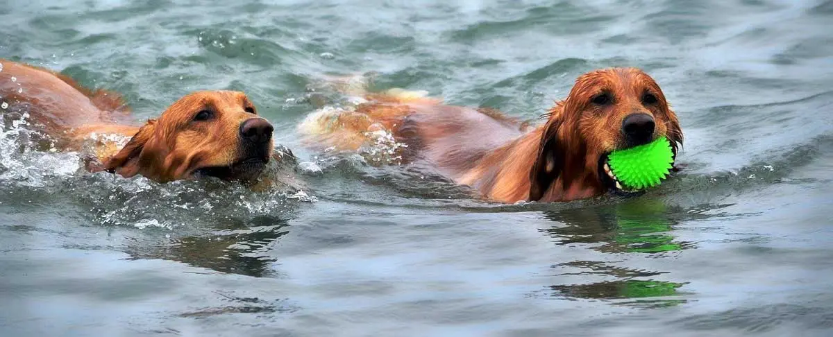 dogs swimming in water
