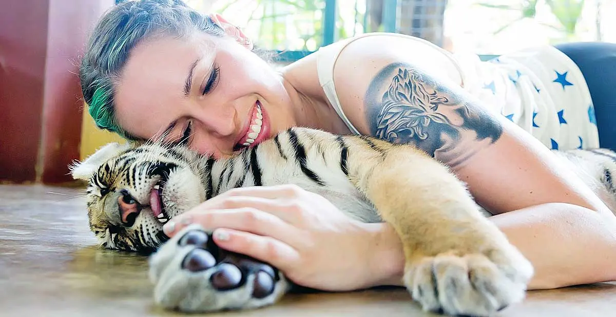 Tiger cub petting