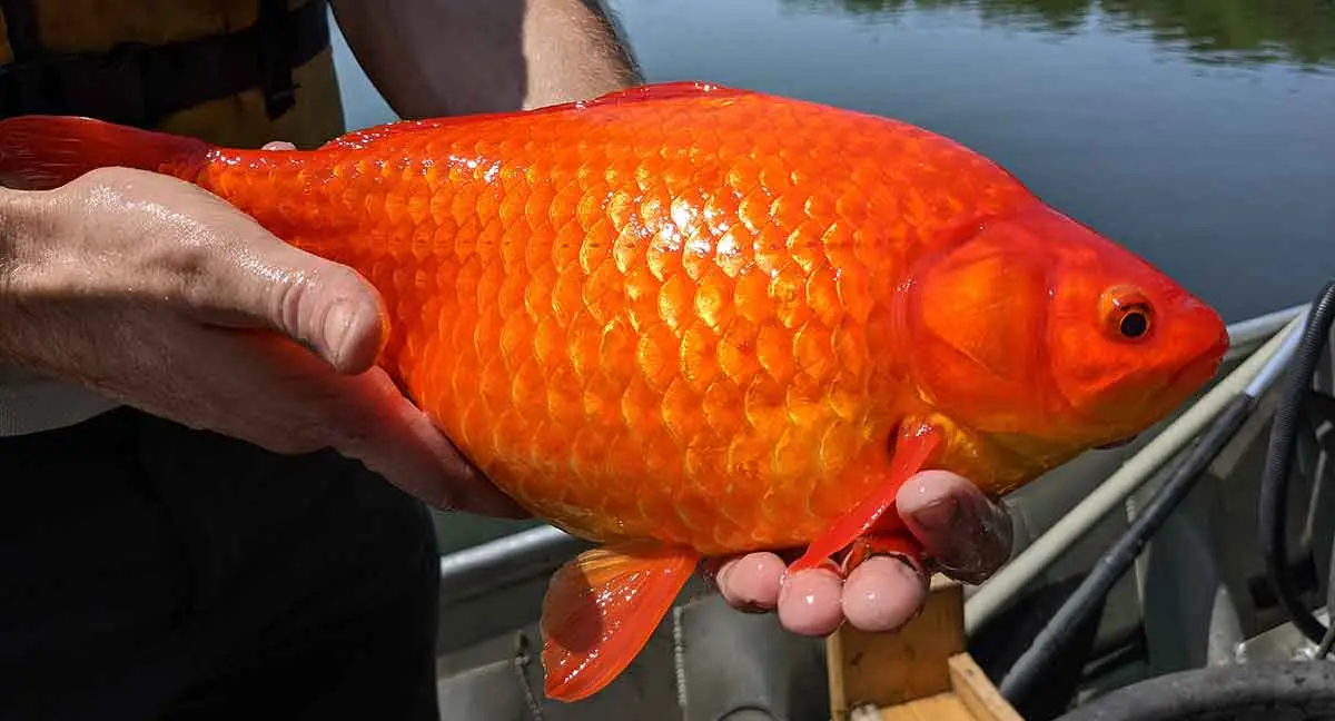 giant goldfish held on boat