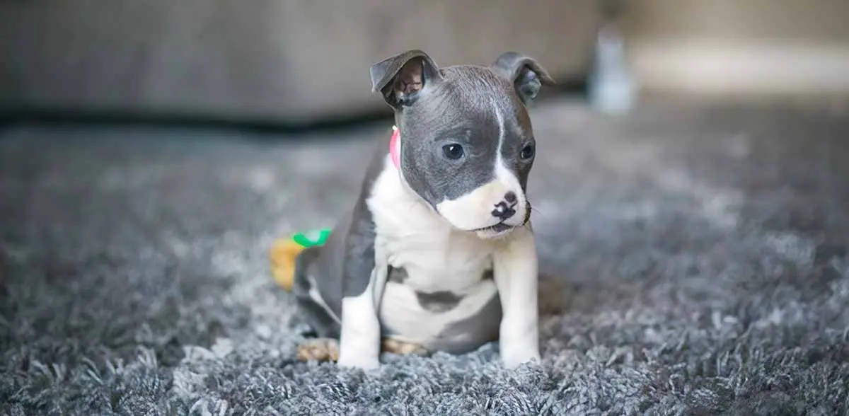 Puppy Pocket Pitbull