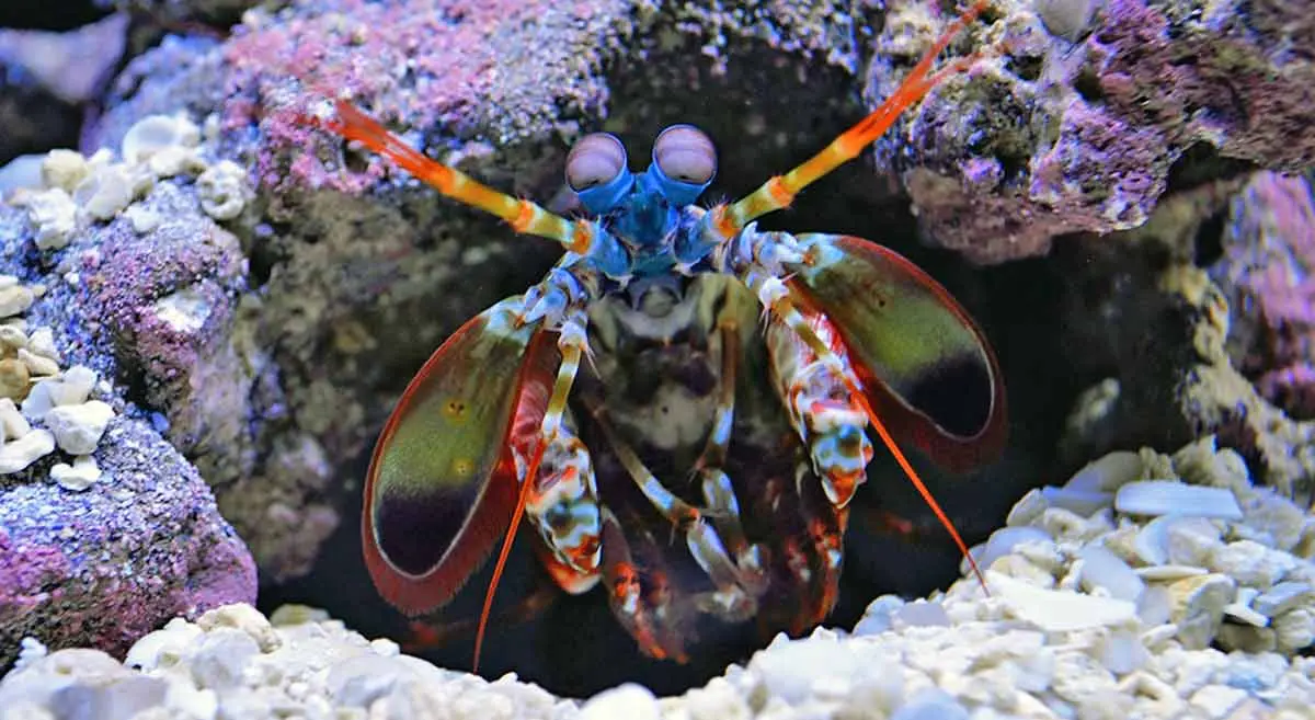 mantis shrimp crawling out of cave