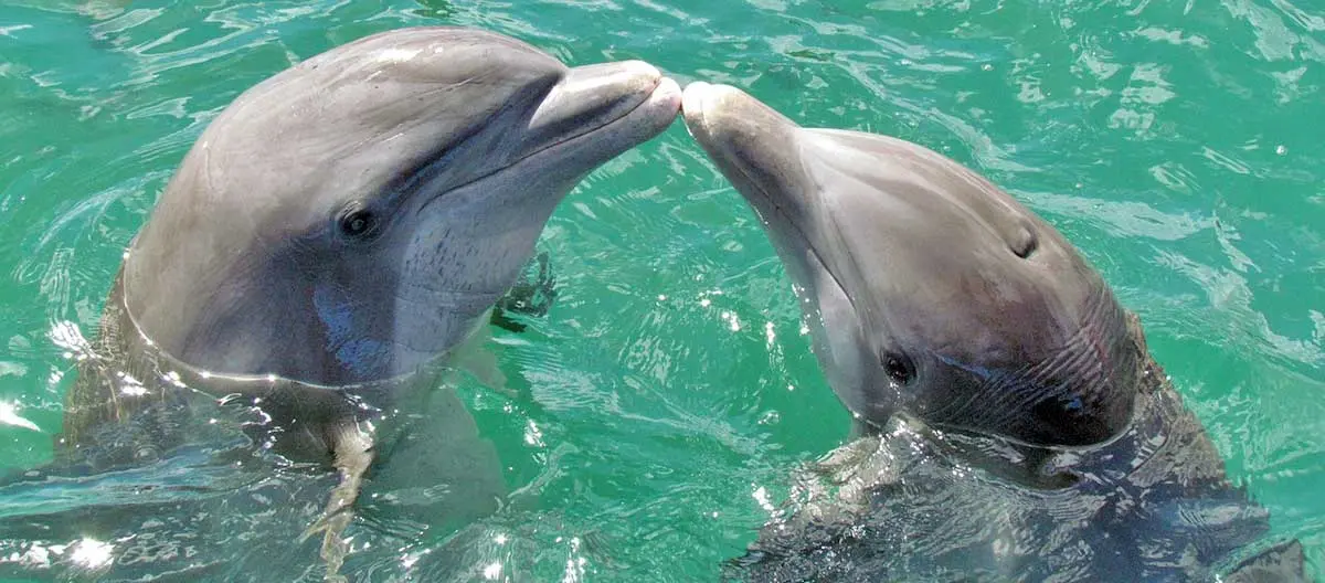 dolphins kissing
