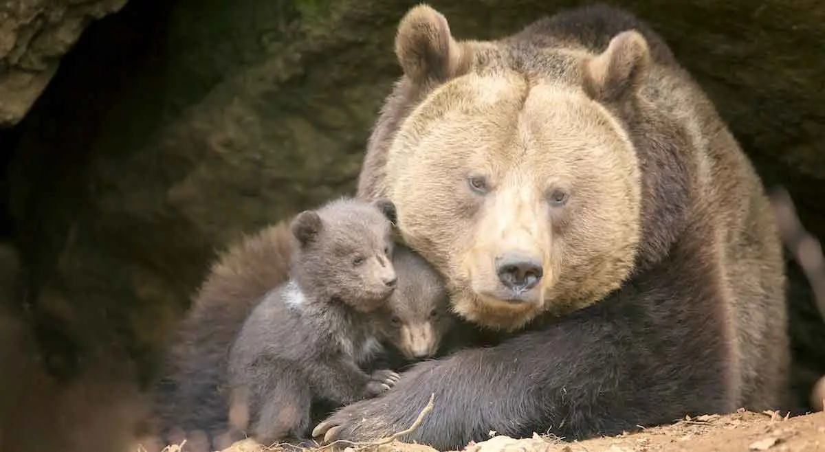 mum and baby bear during hibernation