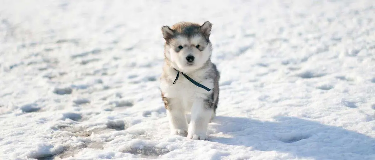 White and Black Siberian Husky Puppy in Snow