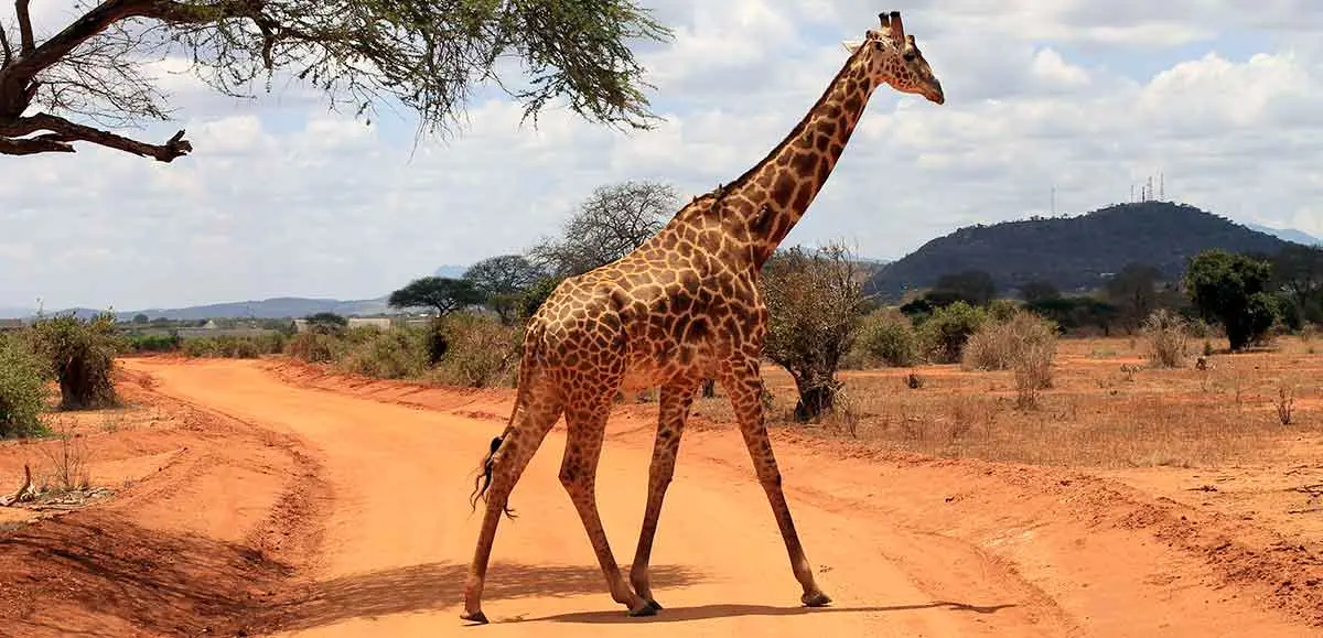 giraffe crossing road
