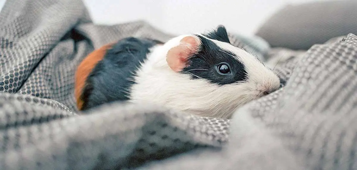 tricolor guinea pig in gray blanket