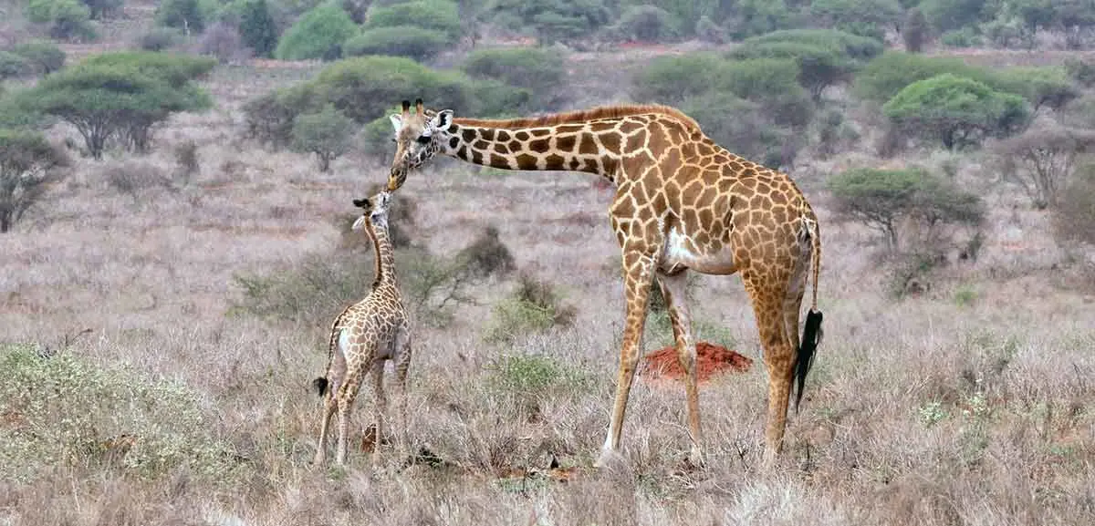 giraffe mom with calf in kalahari