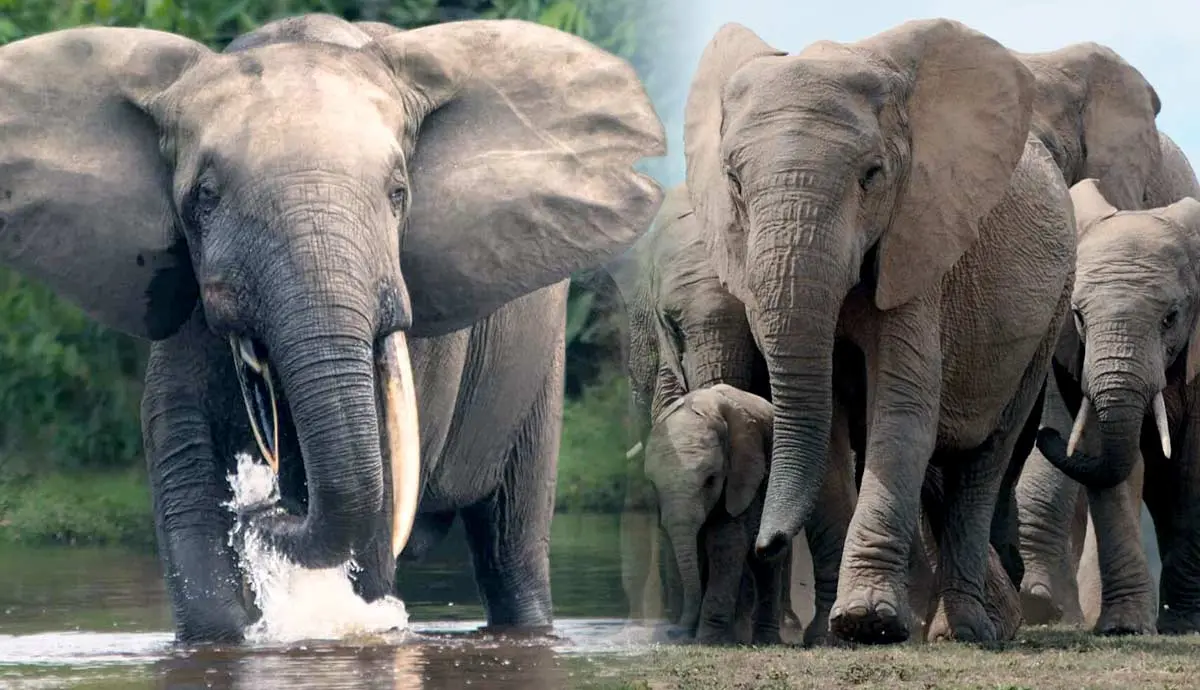 why are elephants important in nature