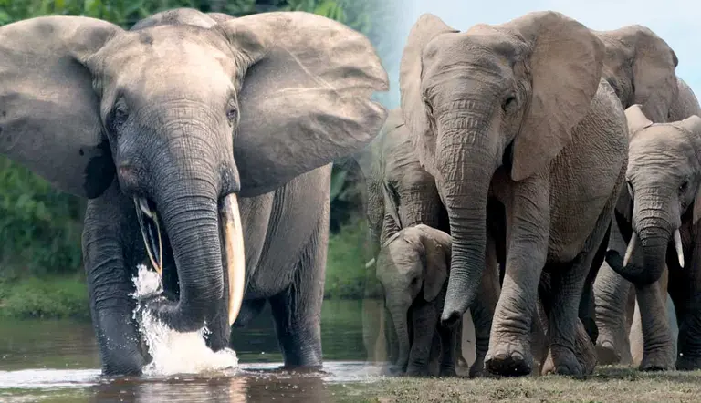 why are elephants important in nature