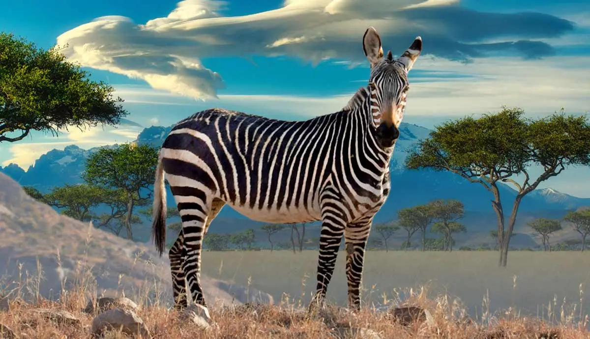 how do zebras contribute to the environment