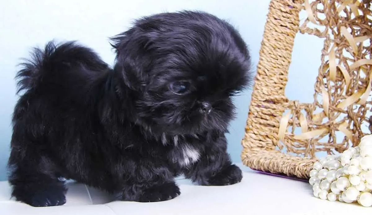 black shih tzu puppy