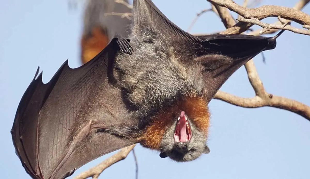 Bat yawning