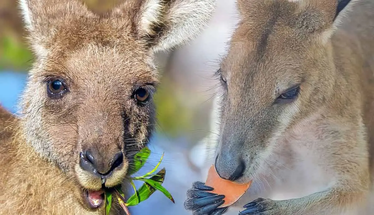what do kangaroos eat
