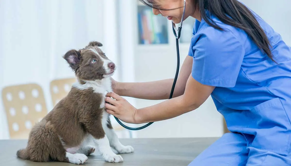 veterinarian in blue uniform listening to the heart of collie puppy