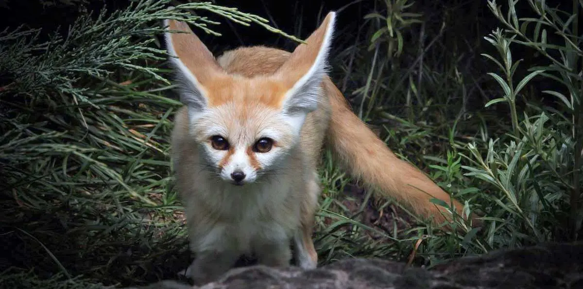 fennec fox at night
