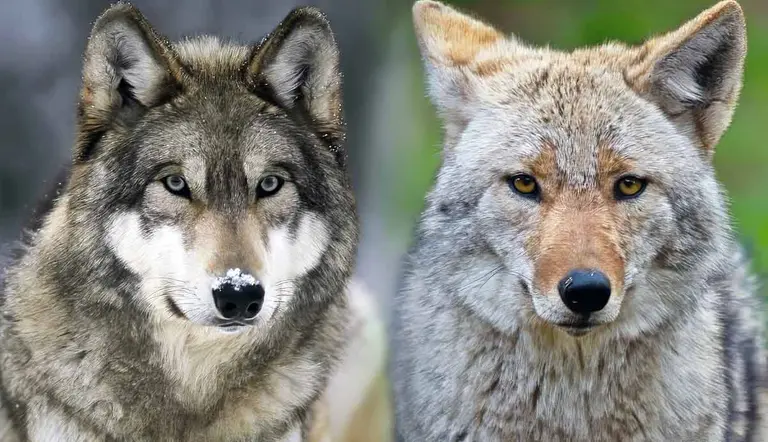 coyote wolf difference