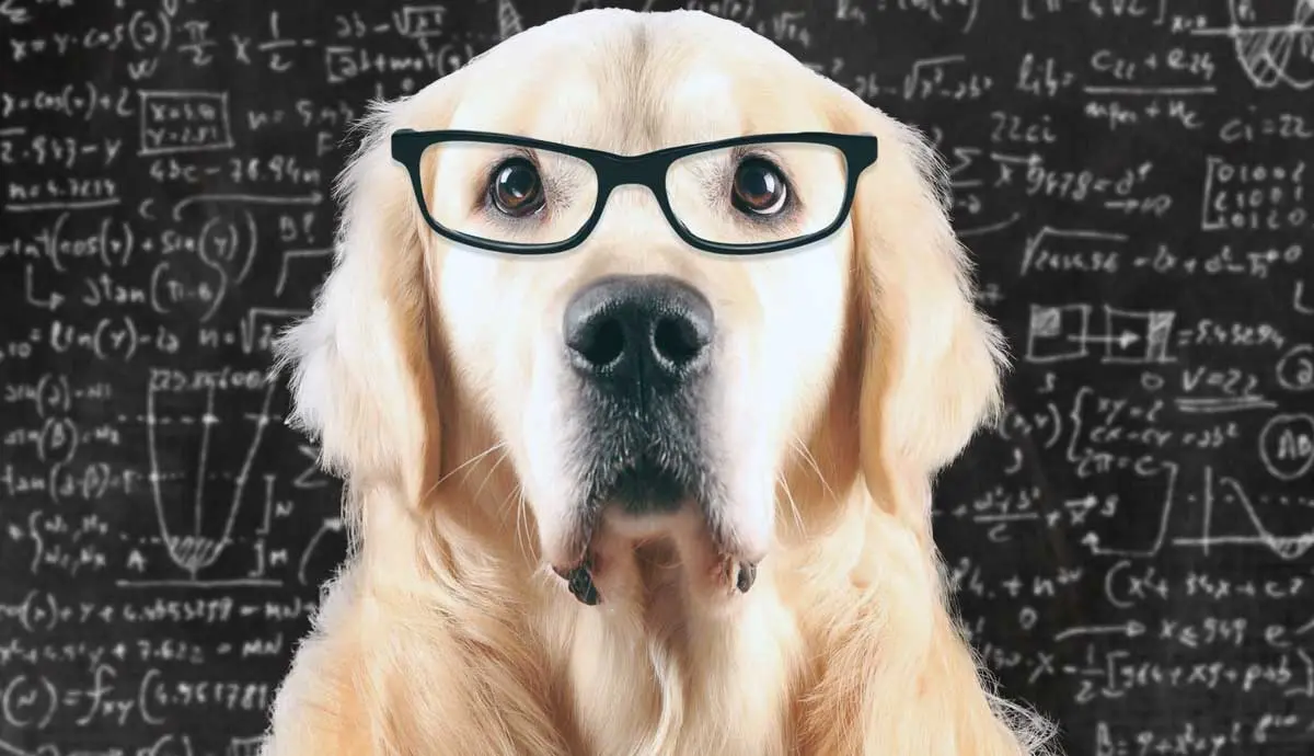 how is dog intelligence measure and ranked