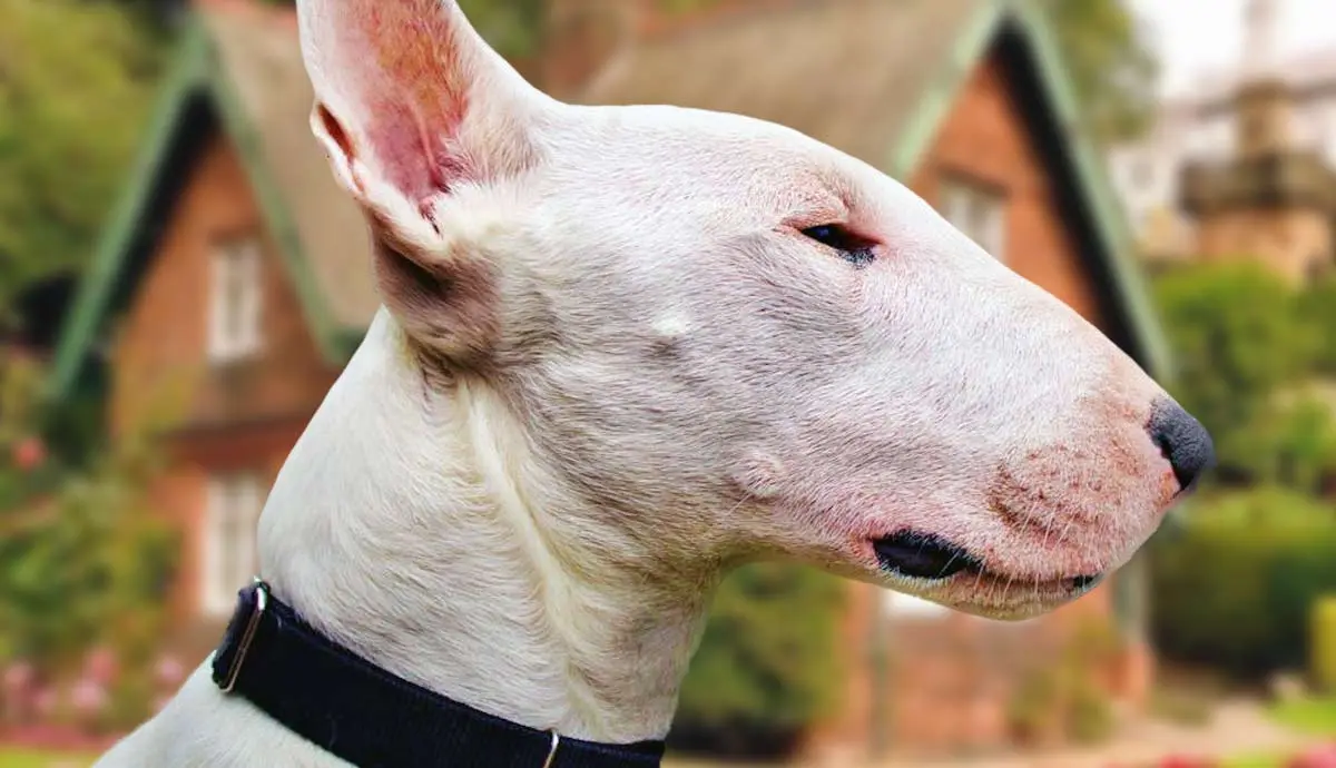 why do bull terriers look like that