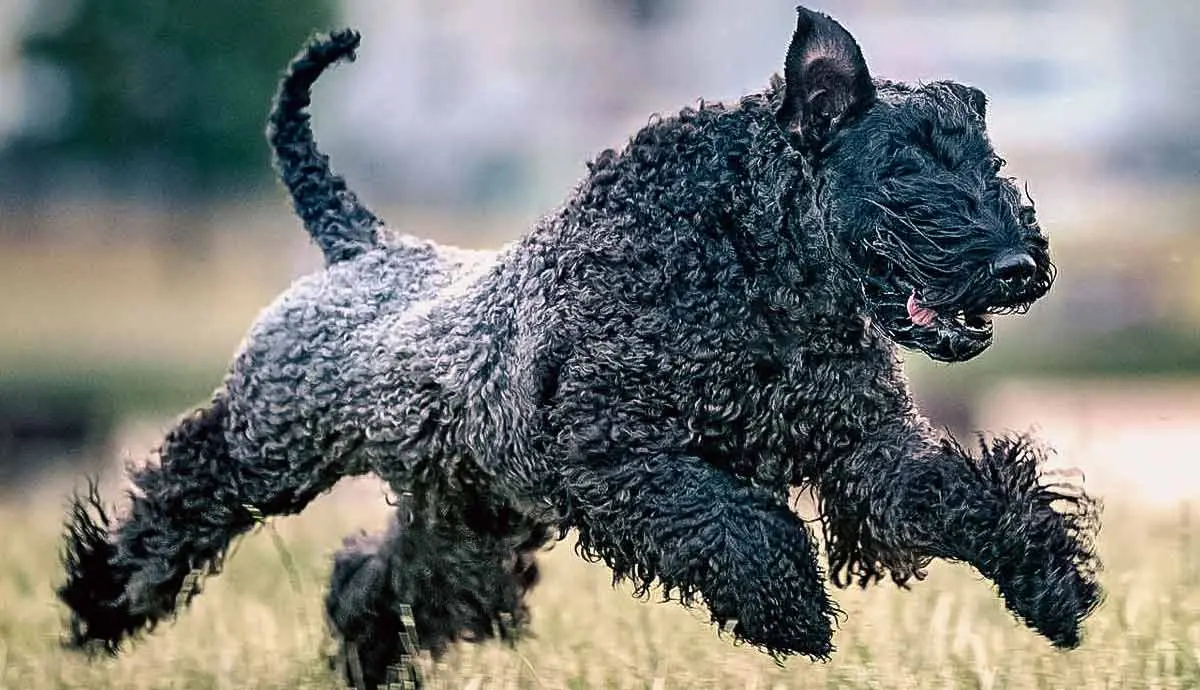 kerry blue terriers ultimate guide