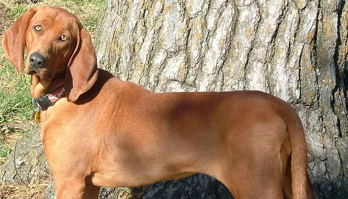 red coonhound dog