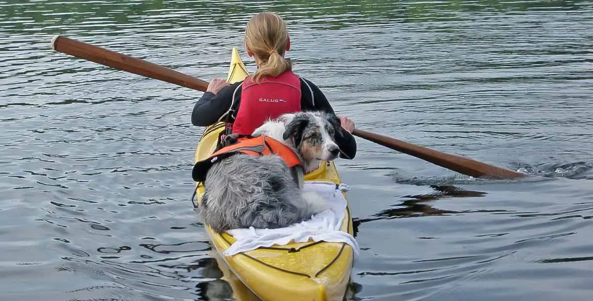 paddle dog canoe