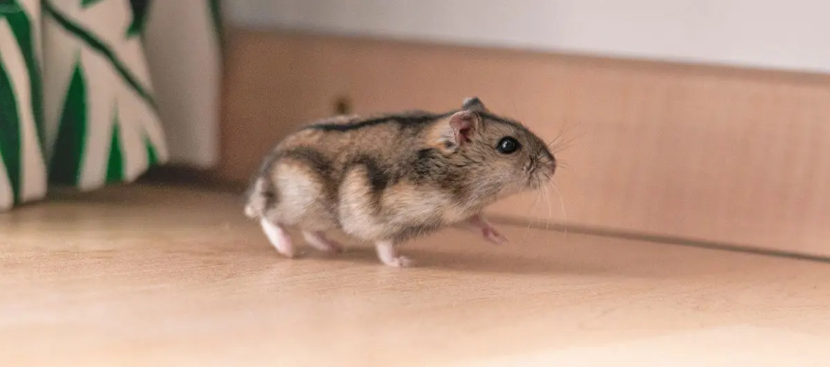 dwarf hamster running on floor