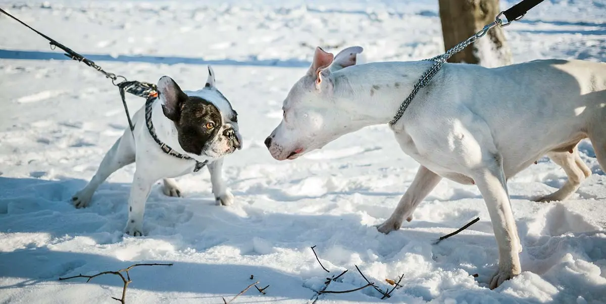 pitbull and bulldog pulling on lead in snow