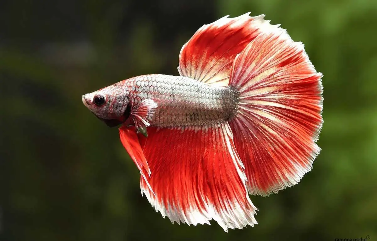 betta fish red white
