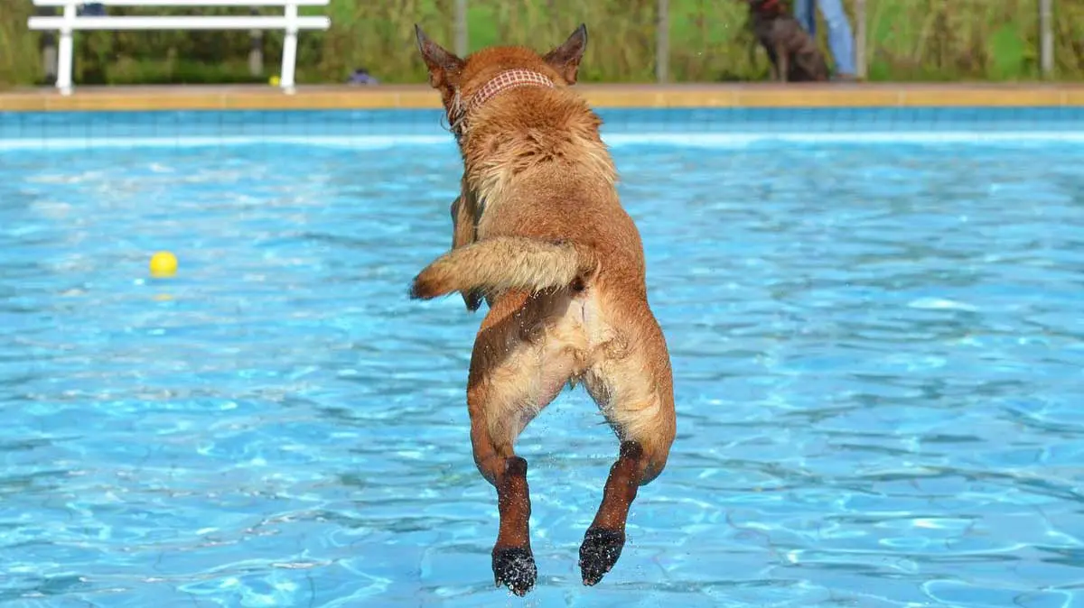 dog jumping into swimming pool