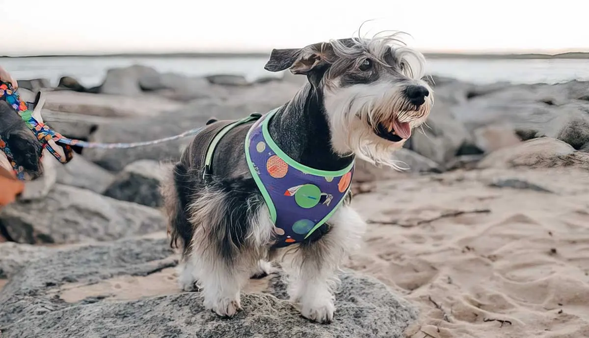 dog wearing suit at beach